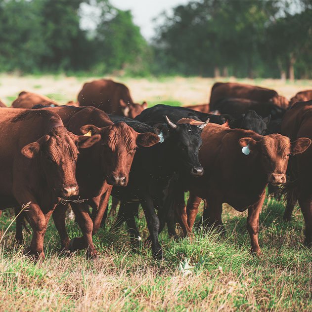 Group of brown and one black calves standing in a grassy field.